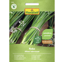 Pachet de semințe de arpagic chinezesc, Allium tuberosum, pentru ghivece și cuve