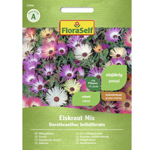 Pachet semințe mix de gheață de la FloraSelf