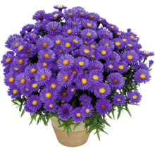 Ghiveci cu flori de aster mov.