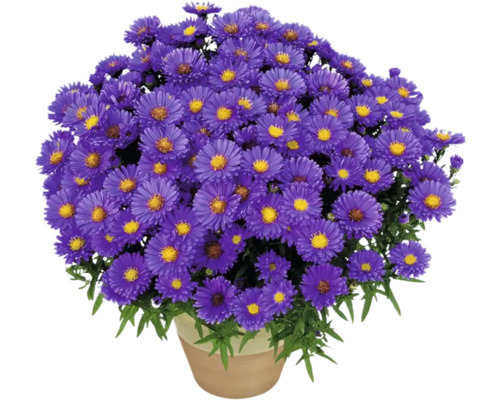 Ghiveci cu flori de aster mov.