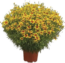 Ghiveci cu plantă Coreopsis cu flori galbene și roșii.