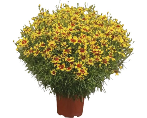Ghiveci cu plantă Coreopsis cu flori galbene și roșii.