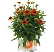 Floare rudbeckia la ghiveci