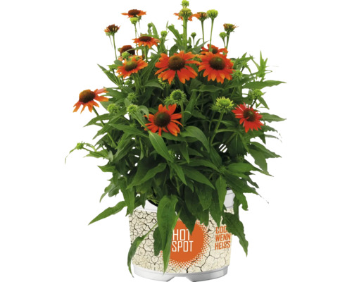 Floare rudbeckia la ghiveci