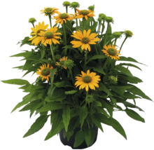 Rudbeckia galbenă într-un ghiveci