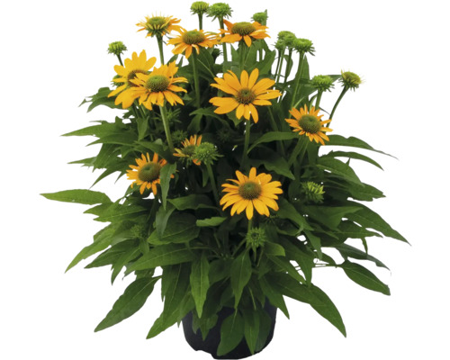 Rudbeckia galbenă într-un ghiveci
