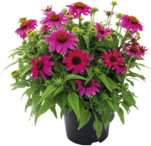 Echinacea într-un ghiveci cu flori purpurii