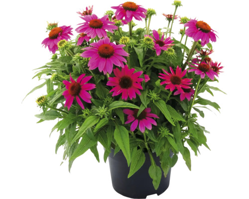 Echinacea într-un ghiveci cu flori purpurii