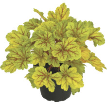 Plantă Heuchera în ghiveci
