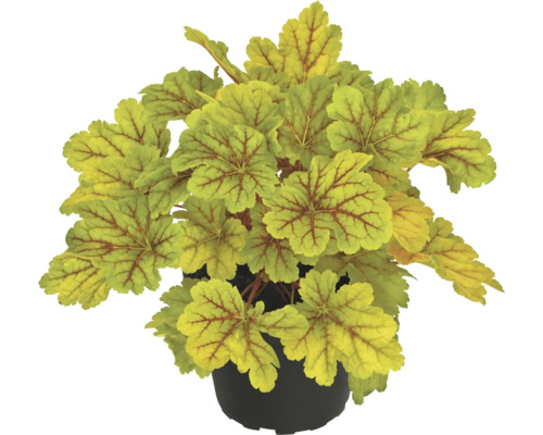 Plantă Heuchera în ghiveci
