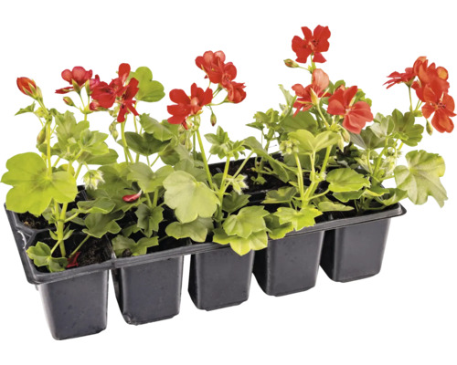 Set de mușcate cu flori roșii într-un ghiveci negru