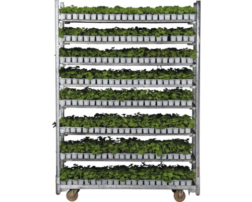 Raft mobil cu plante verzi în ghivece