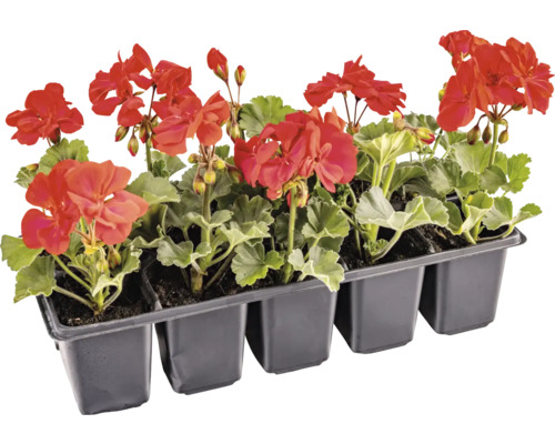 Răsaduri de mușcate într-o tavă de răsaduri