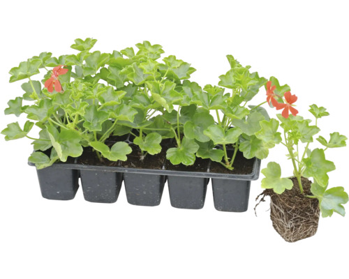 Răsaduri de mușcate în tavă de însămânțare cu o singură plantă