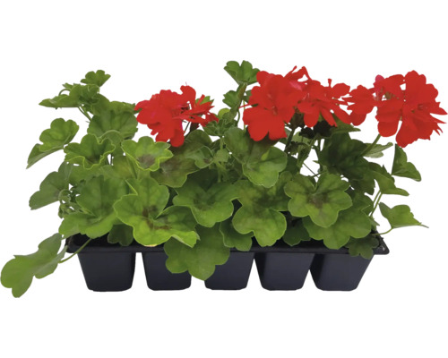 Set de mușcate într-un vas negru pentru plante