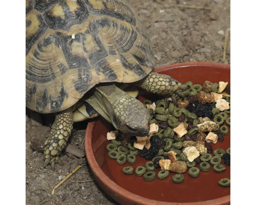 O broască țestoasă mănâncă dintr-un castron cu mâncare.