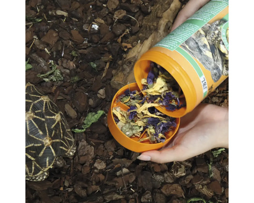 Hrănirea unei broaște țestoase cu hrană specială pentru broaște țestoase