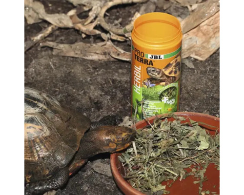 Cutie cu hrană JBL Pro Terra Herbil pentru țestoase terestre lângă o țestoasă și un castron pentru hrană