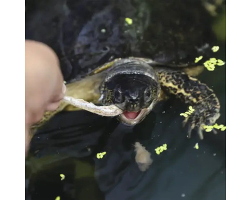 O broască țestoasă este hrănită cu pește.