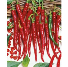 Ardei iuți roșii așezați pe o masă