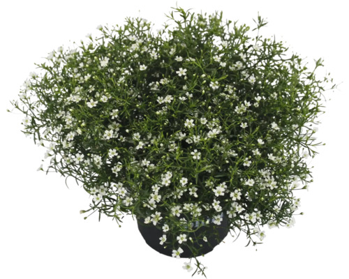 Gipsophila plantă în ghiveci