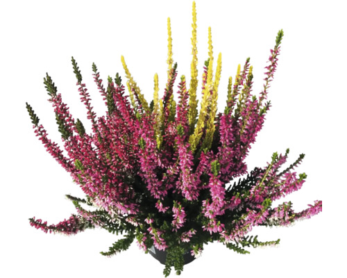 Calluna vulgaris 'Beauty Ladies' Trio ghiveci Ø 11 cm