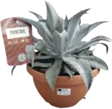 Plantă Mancave în ghiveci