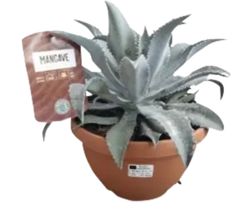 Mangave FloraSelf H 20-30 cm ghiveci Ø 20 cm