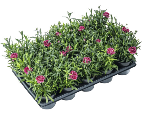 Garofițe în container de creștere pentru grădină