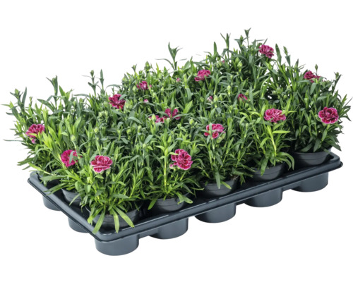 Garofițe Dianthus ghiveci Ø 10,5 cm