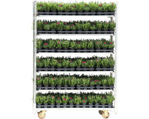 Cărucior pentru flori cu plante cu flori în ghivece