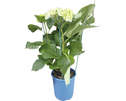 Hortensie în ghiveci