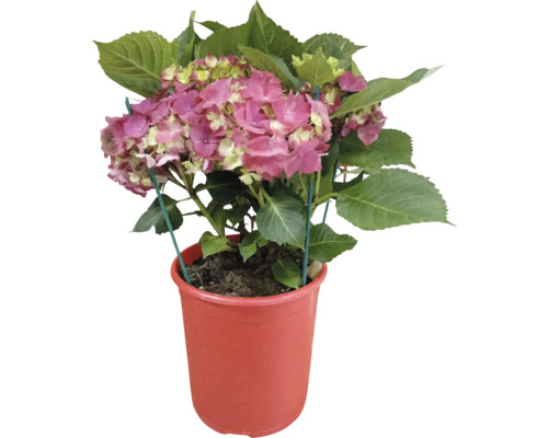 Hortensie în ghiveci