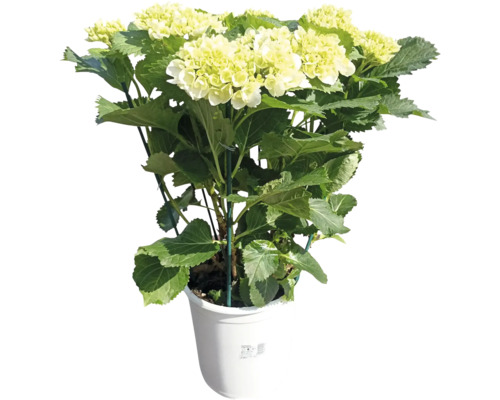 Hortensie Hydrangea macrophylla Ø 21 cm diferite culori | HORNBACH