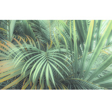 Fototapet vlies PSH107-VD4 Foggy Fern 400x250 cm