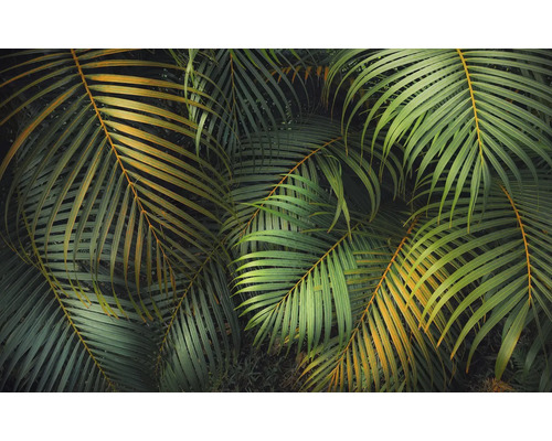 Fototapete Vlies PSH109-VD4 Amazon Fern 400x250 cm