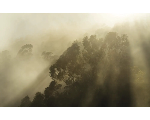 Fototapet vlies PSH113-VD4 Foggy Sunshine 400x250 cm