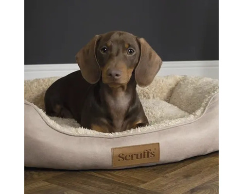 Teckel într-un pat de câine Scruffs