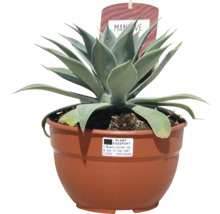 Agave în ghiveci ca plantă de apartament