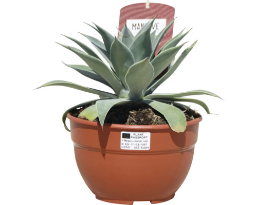 Agave în ghiveci ca plantă de apartament