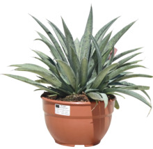 Agave în ghiveci