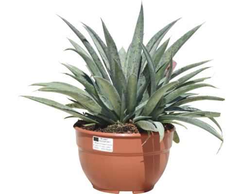 Agave în ghiveci