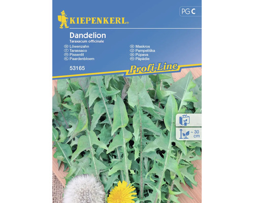 Semințe de păpădie Dandelion Kiepenkerl
