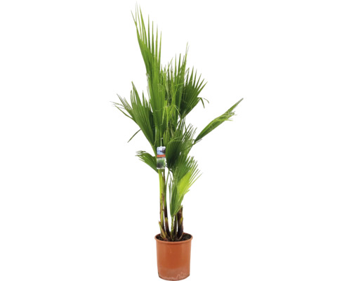 Palmier mexican FloraSelf Washingtonia robusta H ca. 140 cm ghiveci Ø 27 cm Palmier de cânepă în ghiveci