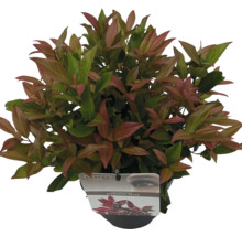 Leucothoe axillaris ''Scarletta'' într-un ghiveci