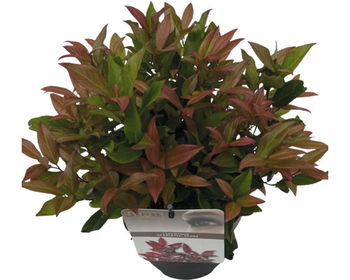 Leucothoe axillaris ''Scarletta'' într-un ghiveci