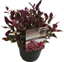 Leucothoe ''Firestar'' în ghiveci