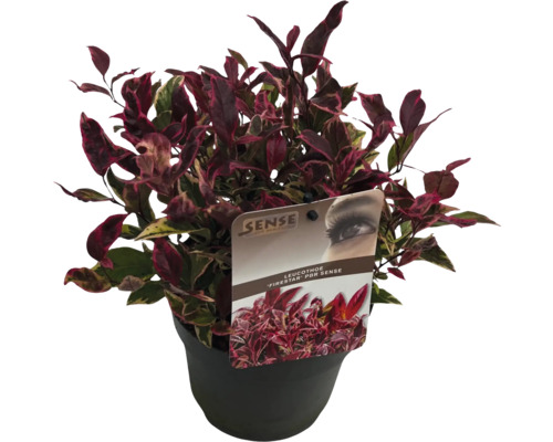 Leucothoe ''Firestar'' în ghiveci