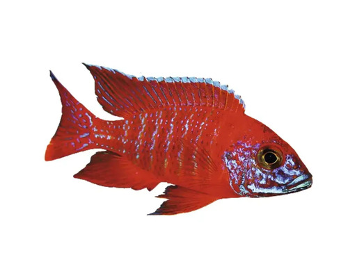 Aulonocara sp. rubin red 4-5 cm