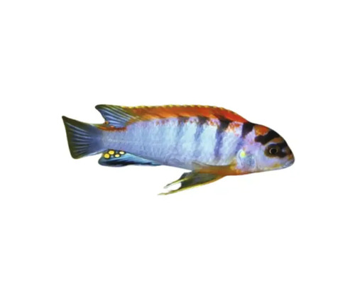 Labidochromis sp. Hongi M